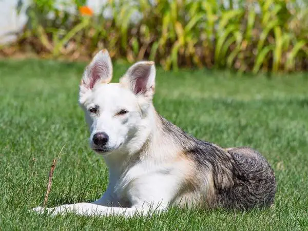 Labsky tai huskador