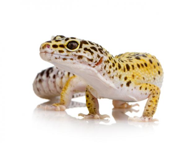 Leopardigeko