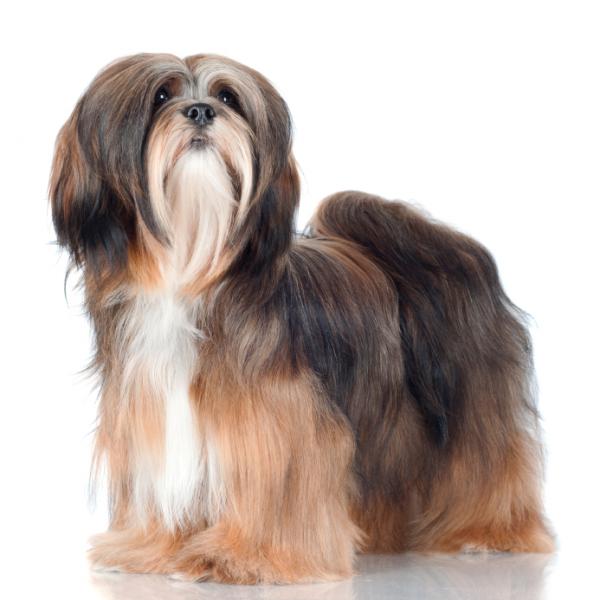 Lhasa apso