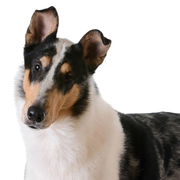 Lyhytkarvainen collie