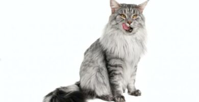 Maine coon