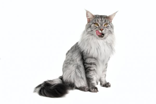 Maine coon