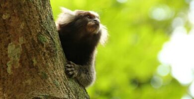 Marmoset apina lemmikkina