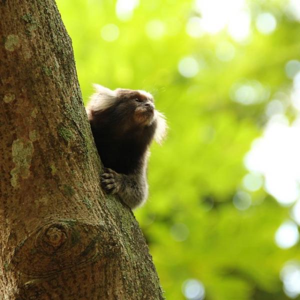 Marmoset apina lemmikkina