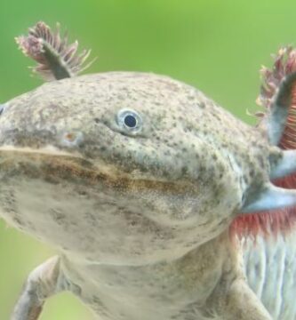 Meksikon axolotl