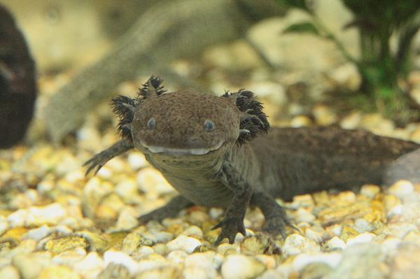 Miksi axolotl on vaarassa kuolla sukupuuttoon