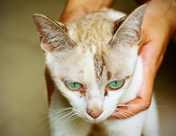 Miksi kissalla on punaiset silmat