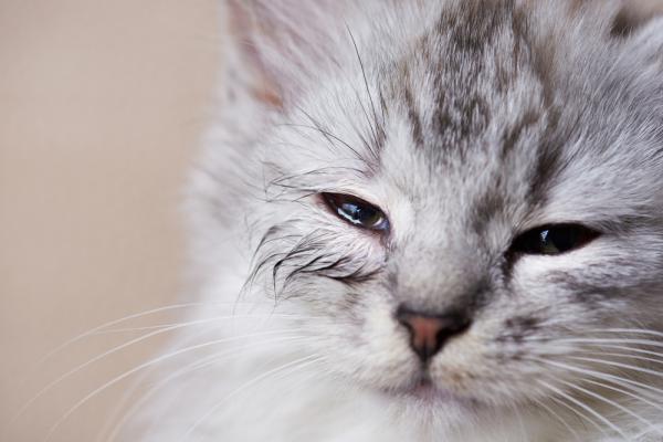 Miksi kissalla on turvonneet silmat 5 syyta