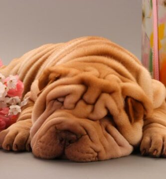 Miksi shar pei haisee pahalle