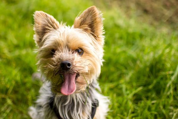 Minka ikaisena Yorkshiren koira lakkaa kasvamasta