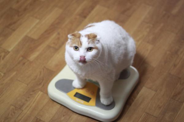 Mista tietaa onko kissani lihava