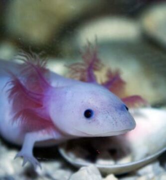 Mita axolotlit syovat Axolotlin ruokinta