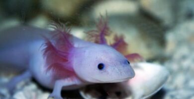 Mita axolotlit syovat Axolotlin ruokinta