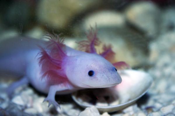 Mita axolotlit syovat Axolotlin ruokinta