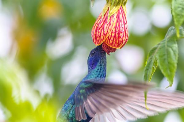 Mita kolibri syo