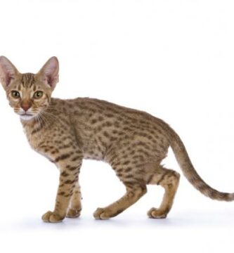 Ocicat tai ocelot kissa