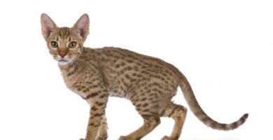 Ocicat tai ocelot kissa