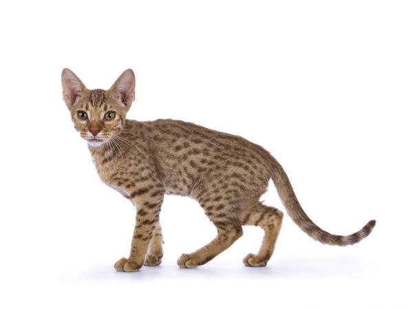 Ocicat- tai ocelot -kissa - 2023