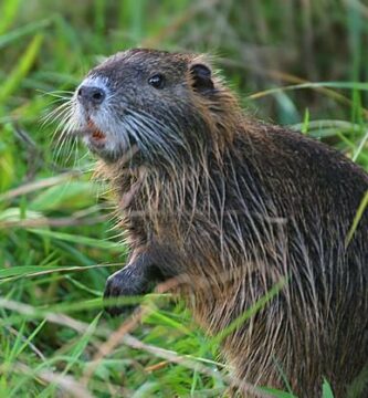 Onko Espanjan coypu invasiivinen laji