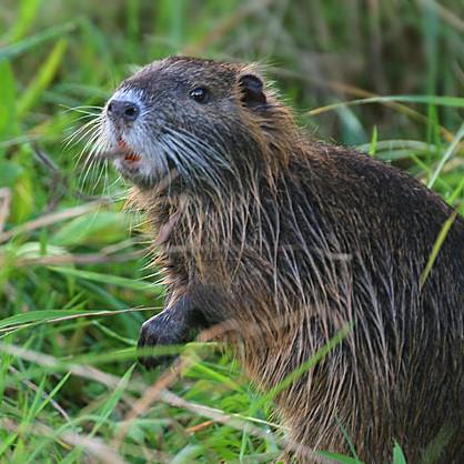 Onko Espanjan coypu invasiivinen laji