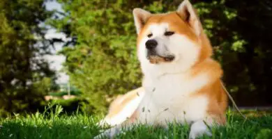 Onko akita inu vaarallinen koira