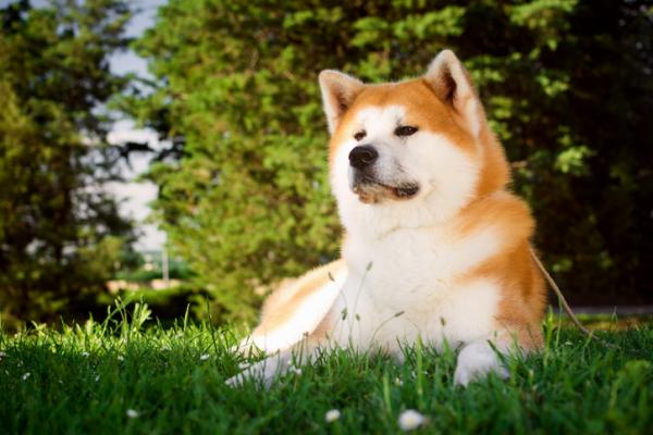 Onko akita inu vaarallinen koira