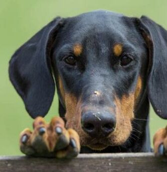 Onko dobermanni vaarallinen koira