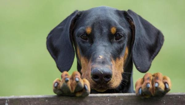 Onko dobermanni vaarallinen koira