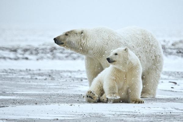 Onko jaakarhu vaarassa kuolla sukupuuttoon