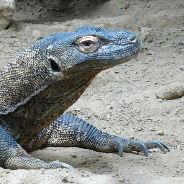 Onko mahdollista saada Komodon lohikaarme lemmikiksi