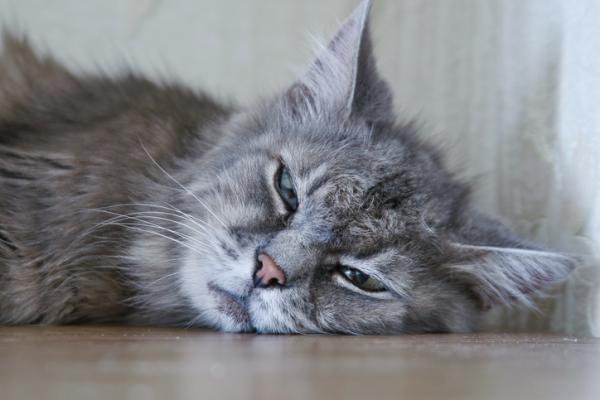 Permetriinimyrkytys kissoilla oireet ja toiminta