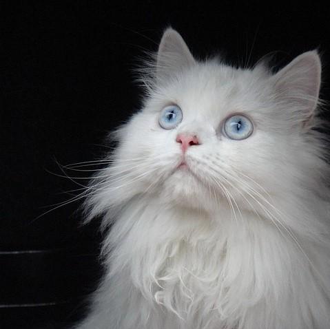 Persian kissan hiustenhoito