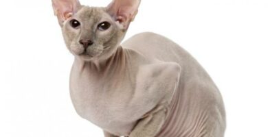 Peterbald kissa