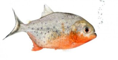 Piranha lemmikkina