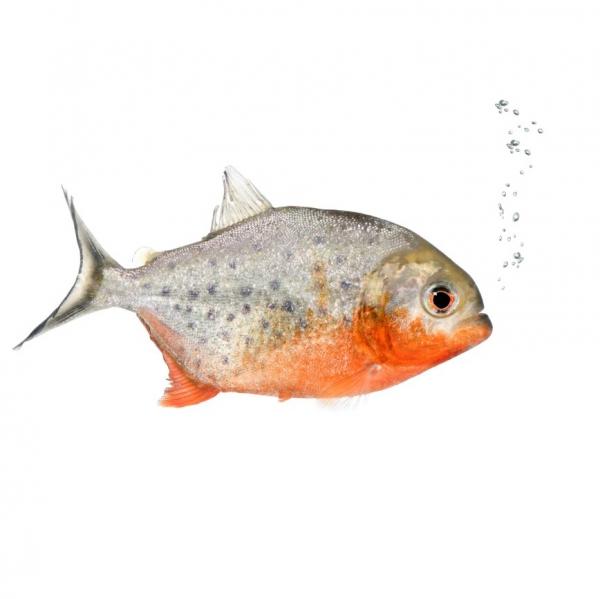 Piranha lemmikkina