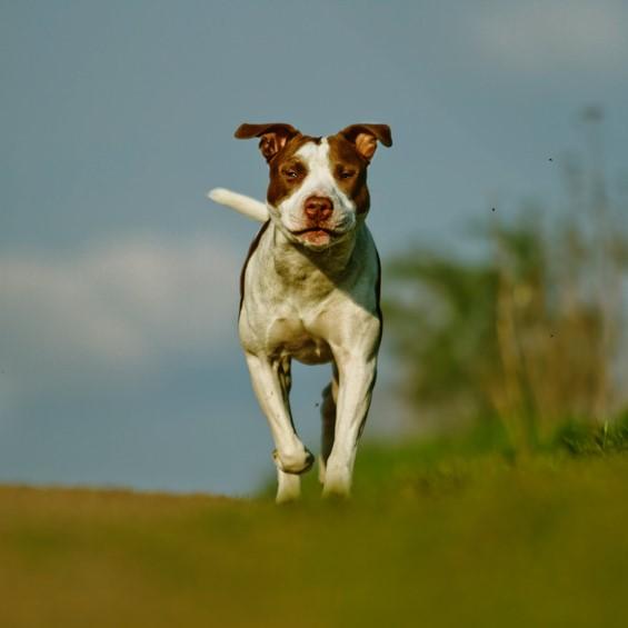 Pitbullin rinnakkaiselo muiden koirien kanssa