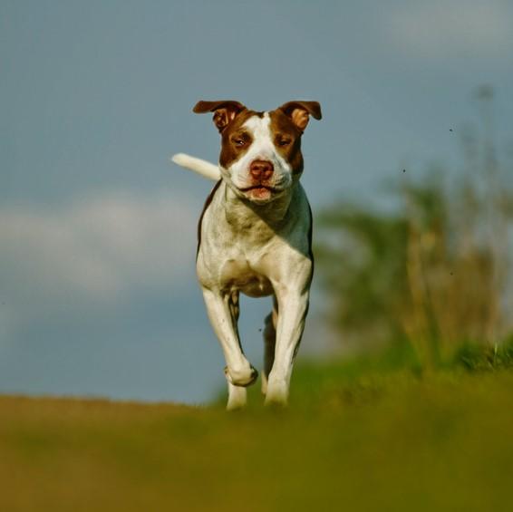 Pitbullterrieri koirien yleisimmat sairaudet