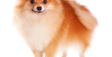 Pomeranian