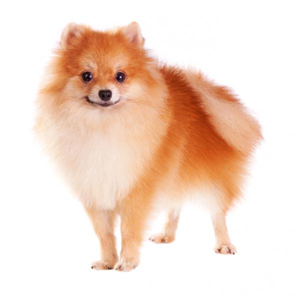 Pomeranian