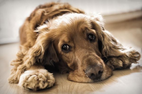 Rasva maksa koirilla oireet syyt ja hoito