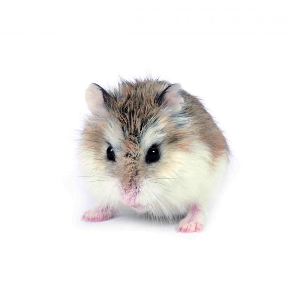 Roborovskii hamsteri