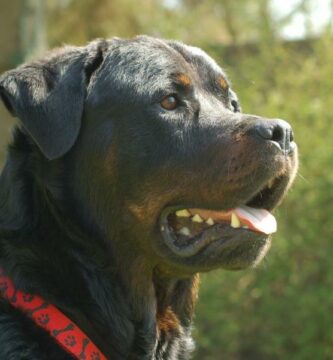 Rottweiler koiran hoito