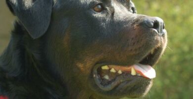 Rottweiler koiran hoito