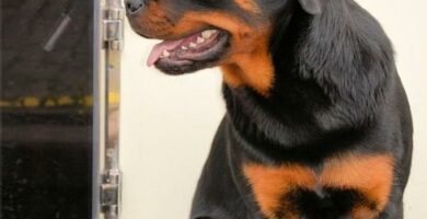 Rottweiler koulutus