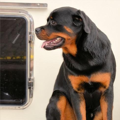 Rottweiler koulutus