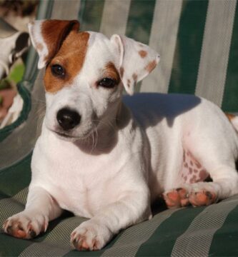 Ruoan maara Jack Russell terrieri