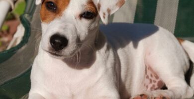 Ruoan maara Jack Russell terrieri