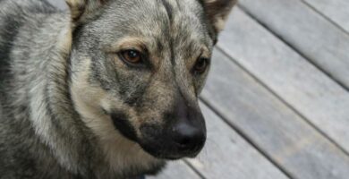 Ruotsin Vallhund