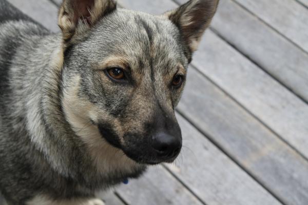 Ruotsin Vallhund