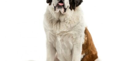 Saint Bernard